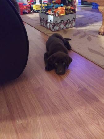 Chocolate lab male