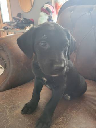 Lab mix puppies