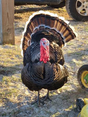 Narragansett turkeys