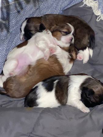 Shih tzu pups