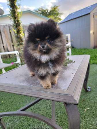 Pomeranian puppy