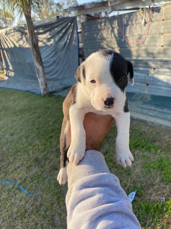 Mixed puppies