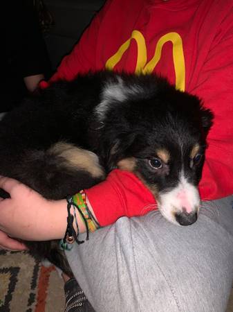 Aussie shep pups