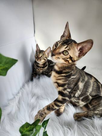 Bengal kittens ready to go home!!