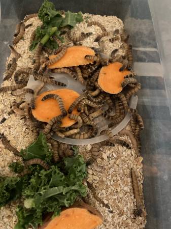 LIVE SUPERWORMS (FEEDERS) – LOWER PRICES