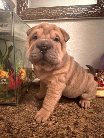 AKC Chinese Shar Pei