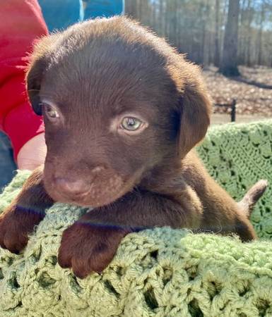 Aussiedor Pups