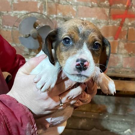 Jack Russell puppies