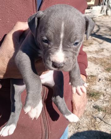 Pitbull/XL bully puppies