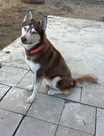 Beautiful Husky Male