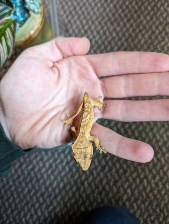 Crested Gecko Hatchlings