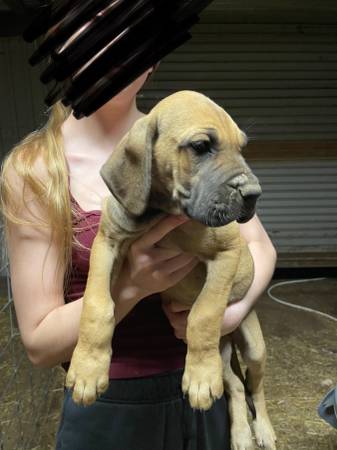 Great Dane puppy’s