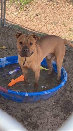 shar pei/pit mix