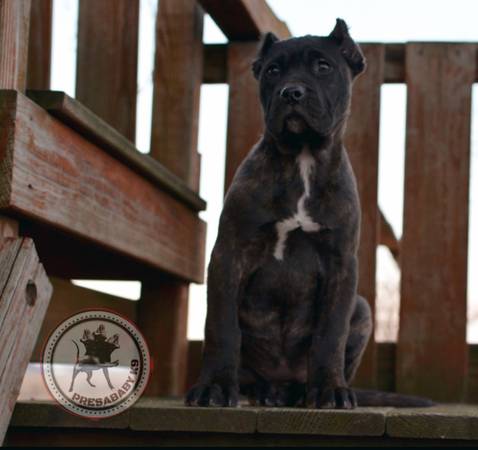 Presa canario pups (Guard Dog)