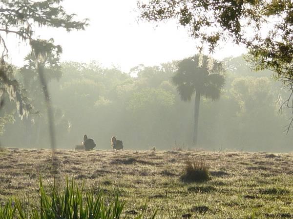 Florida wild boar and gator