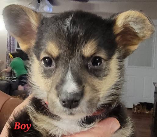 Pembroke Welsh Corgis