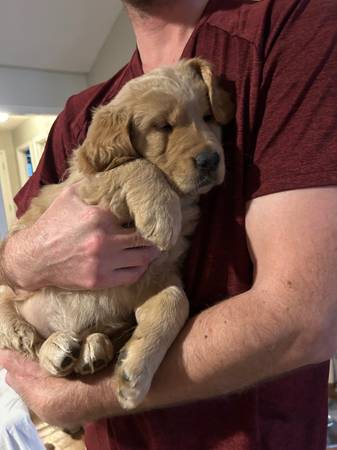 Golden retriever pup