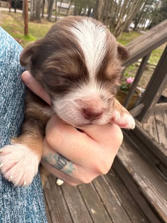 Mini Australian shepherds