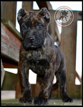 Presa canario pups (Guard Dog)