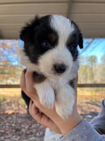 Australian Shepherd puppies