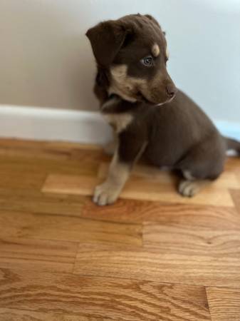 Male Lab Mix Pups