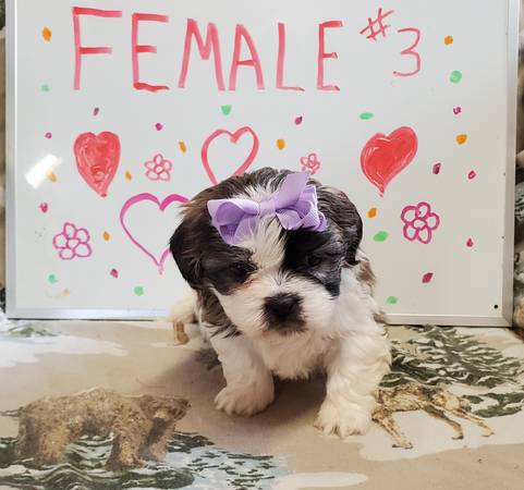 CKC REGISTERED SHIH TZU