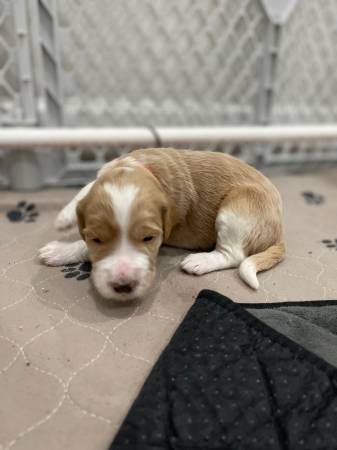 Goldendoodles ready for forever home