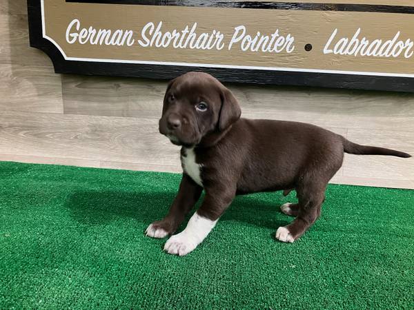 German Shorthaired Lab puppies