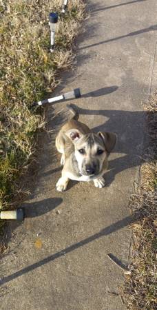 Shepard mix female