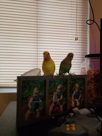 Lovebird Pair for rehoming