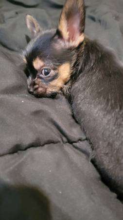 Male Chorkie Puppy Needs Home