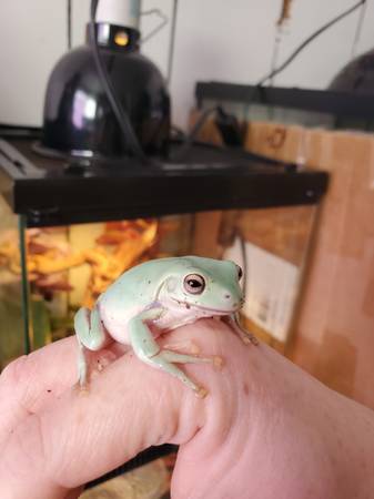 Whites tree frog & set up