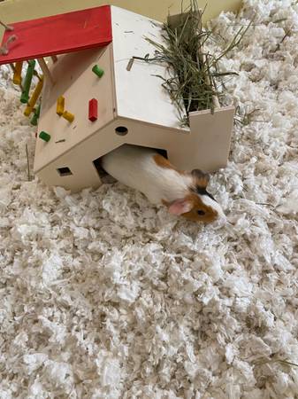 2 young male Guinea pigs