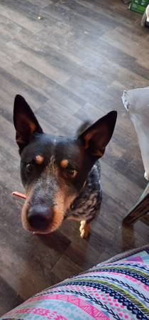 blue heeler dog $20.00 rehoming fee