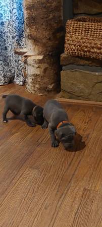 Cane Corso puppies