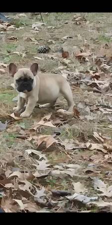 AKC French Bulldog Males