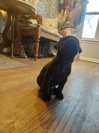 Cane Corso puppies