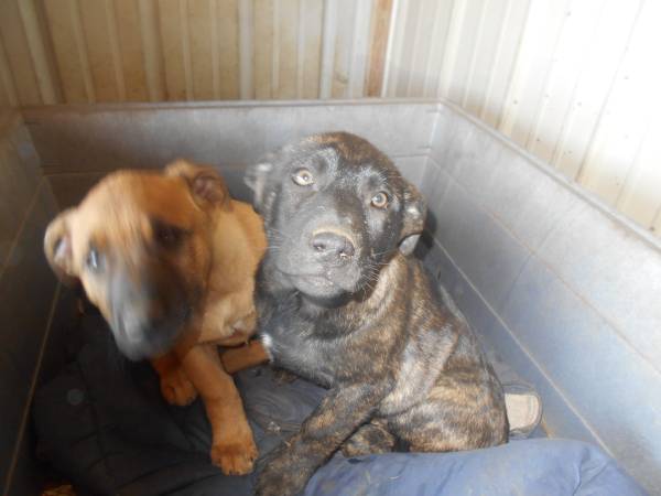 Rehoming Dutch Shepherd cross Puppies