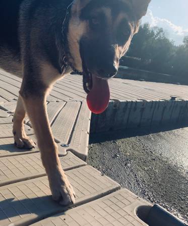 German Sheperd/Belgian malinois