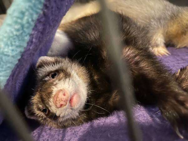 Ferrets