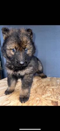 *** AKC, German, shepherds***