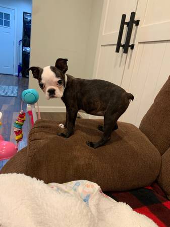 female boston terrier puppy