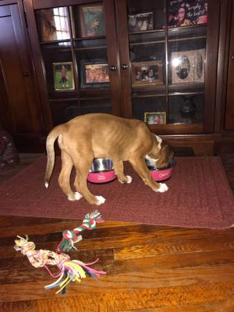 12 week boxer female