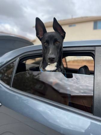 rehoming german shepard/husky mix