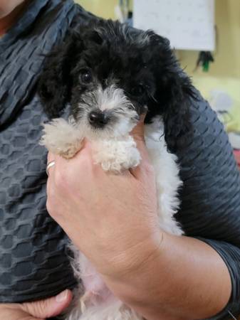 2 toy poodle puppies