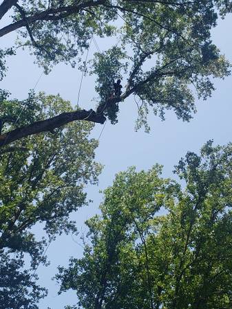 TREE SERVICE,TREE TRIMMING TREE REMOVAL LYNCHBURG VA