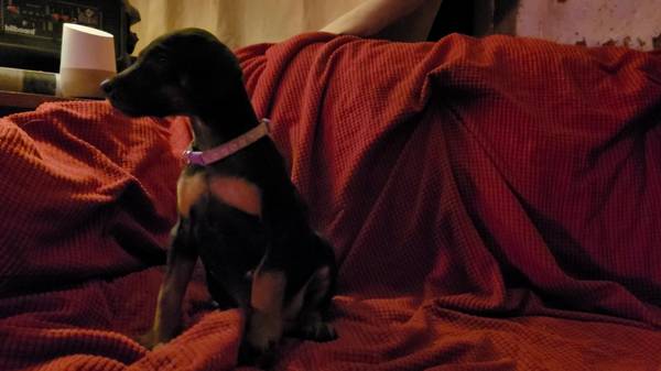 Rehoming Doberman Puppies