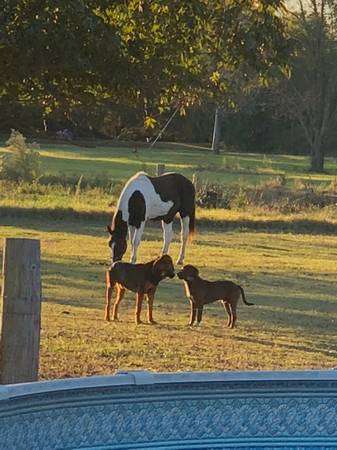 Registered Missouri Foxtrotter