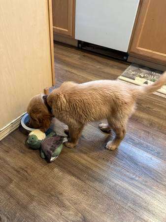 Golden Retreiver Puppy