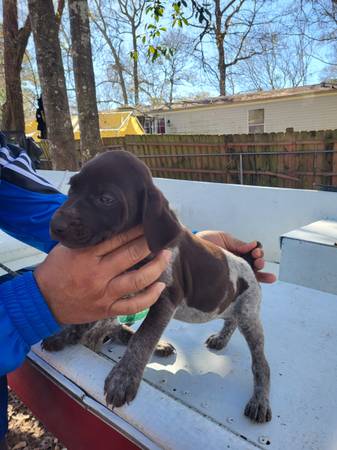 Akc german shorthaired pointer